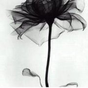 ͷȫ,2014ĺڰزͷͼƬ +